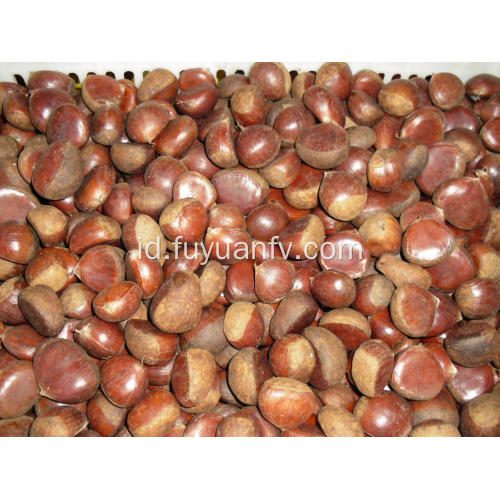 kemasan chestnut segar longgar